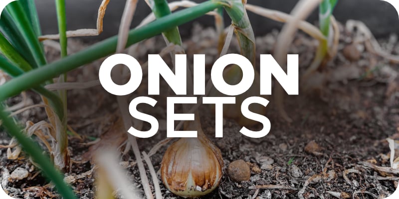 Onions Potatoes_OnionSetsHeader