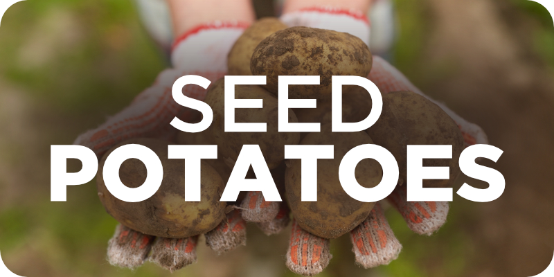 Onions Potatoes_SeedPotatoesHeader